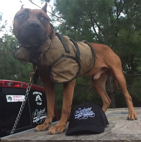 Catchdog Hooligan on guard! | Hog dog, Dog hunting gear, Protective dogs