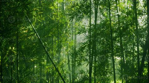 A lush and vibrant bamboo forest in China 35105637 Stock Photo at Vecteezy