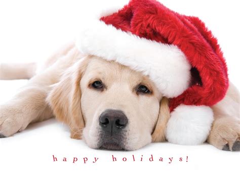 Dog Quotes New Christmas Cards. QuotesGram