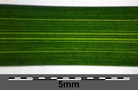 Grass morphology and anatomy - Earth@Home: Evolution