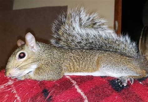 300+ Best Pet Squirrel Names (Cute, Funny, & Famous Names) | PetPress | Pets, Squirrel funny ...