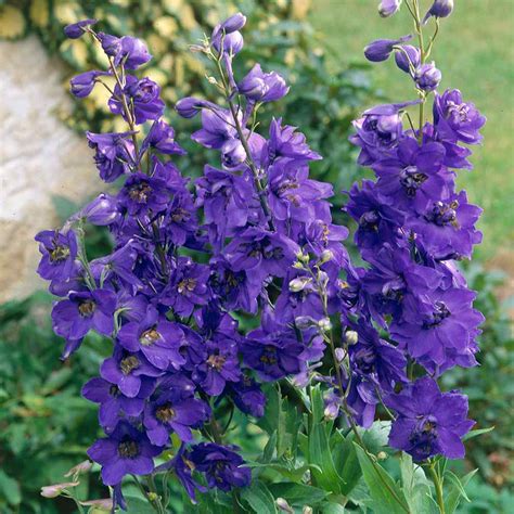 Delphinium Seeds - Delphinium Cultorum Black Knight Flower Seed