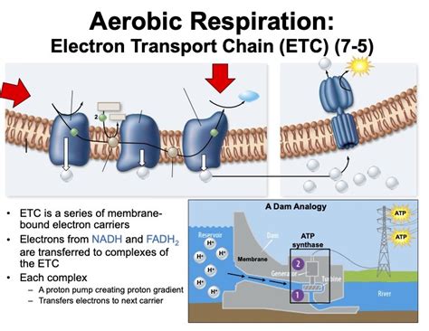 Electron Transport Chain (Cellular Respiration) Diagram | Quizlet