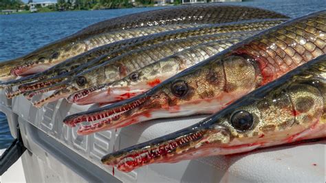 Florida Gar- Catch Clean Cook (Lake Ida, Florida)