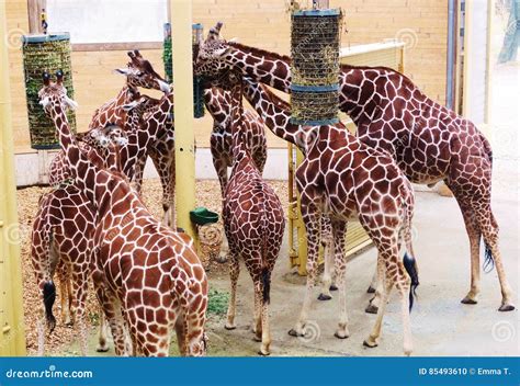 Giraffes Feeding Time in the Zoo Stock Photo - Image of grass, head: 85493610