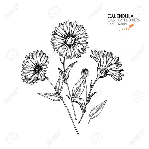 Hand Drawn Wild Hay Flowers. Calendula Flower. Medical Herb... Royalty Free Cliparts, Vectors ...