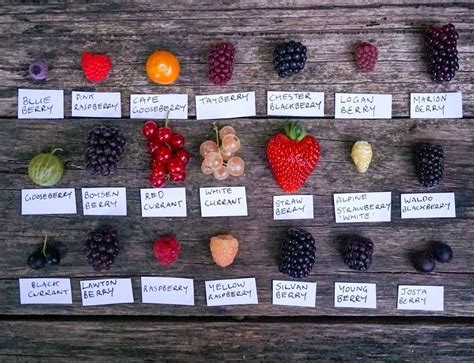 Berry Comparison of all the different berries you can grow in your garden — Wild Violet Flower Farm