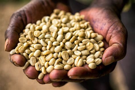 Ethiopia's Coffee Farmers Are 'On The Front Lines Of Climate Change' | WBUR