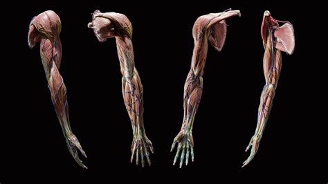 ArtStation - Anatomy of the Upper Limb (UDIM) | Resources