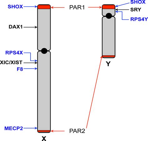 Schematic map of the X and Y chromosomes The X and Y chromosomes are... | Download Scientific ...