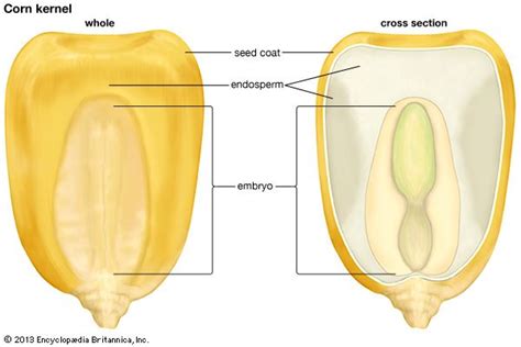 endosperm | Definition, Description, & Importance | Britannica.com