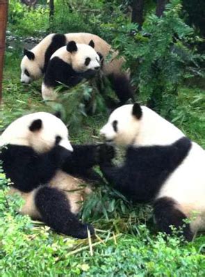 Giant Panda Behavior and Its Low-Stress Lifestyle