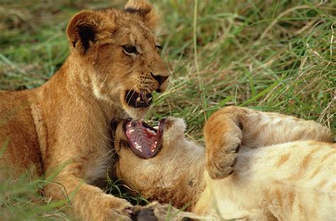 African Lion Cubs Playing Panthera Photograph by Nhpa - Pixels