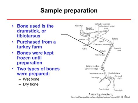 Turkey bone sample -2