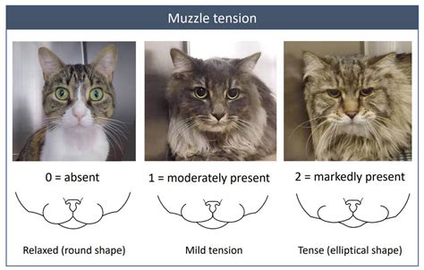 Is My Cat Scowling at Me or Are They in Pain? | Zoetis Petcare