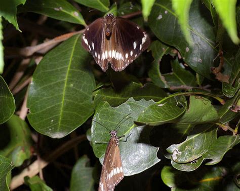 Common Crow Butterfly (Euploea core)