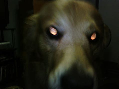 [ninetythree] Alien dog with scary eyes from hell... | Flickr - Photo Sharing!