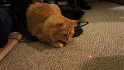 Why Doesn't My Cat Chase a Laser Pointer? - Kitty Devotees