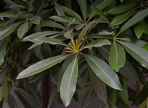 Saptaparni leaves_Devil tree_Alstonia scholaris_Apocynaceae_2014 05 19_1 - a photo on Flickriver