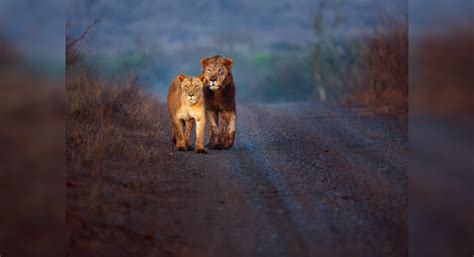 A lion safari park to soon come up at Gujarat-Diu border | Times of ...