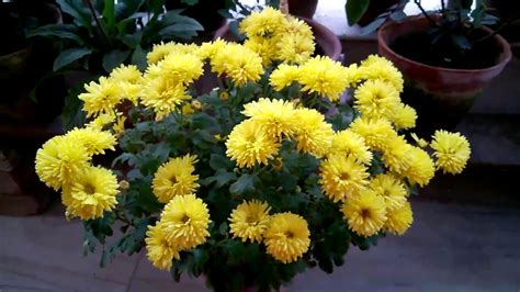 Chrysanthemum Plant care (Bengali) - YouTube