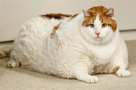 Pet Obesity: Cutest Fat Animals | Time.com