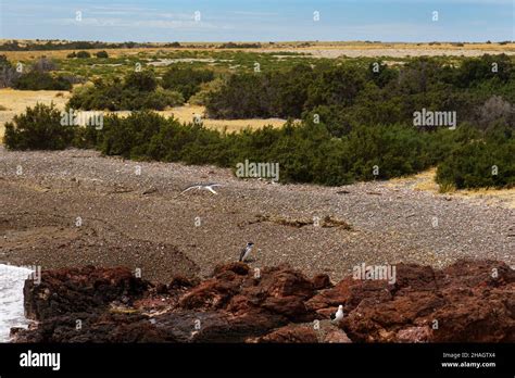 Chubut wildlife animals fauna hi-res stock photography and images - Alamy