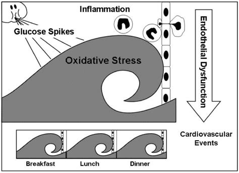 Postprandial hyperglycemia as an etiological factor in vascular failure | Cardiovascular Diabetology