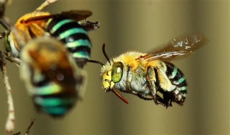 Blue-banded bee, a native beauty - Australian Geographic