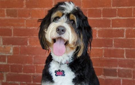 Find Bernedoodle Breeders Near You – Complete List By State