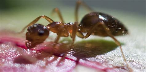 We've been looking at ant intelligence the wrong way