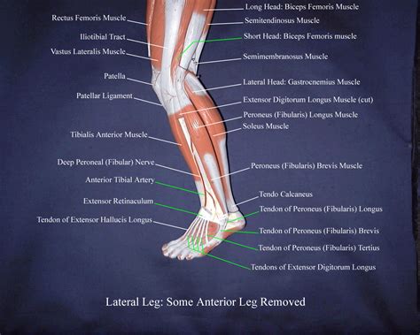 Right Lower Leg Anatomy