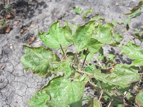 Natural Resources Institute - Mystery cotton disease no longer a mystery