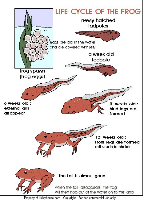 Life Cycle of a Frog print out | Life cycles, Preschool science, Animal ...