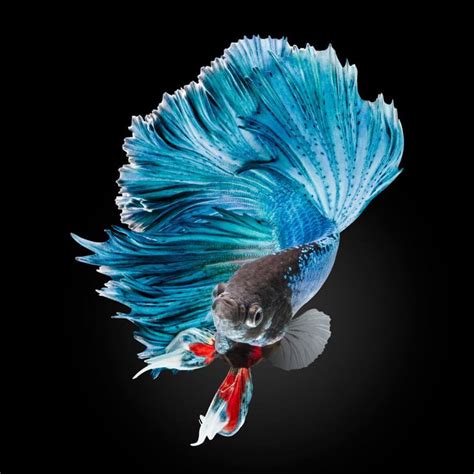 The Most Beautiful Betta Fish In The World Is So Good Looking He's The ...