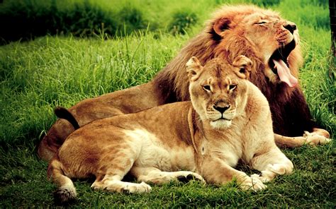 Lion Couple - Jessowey Jessica-89 And abcjkl Hintergrund (38653844) - Fanpop