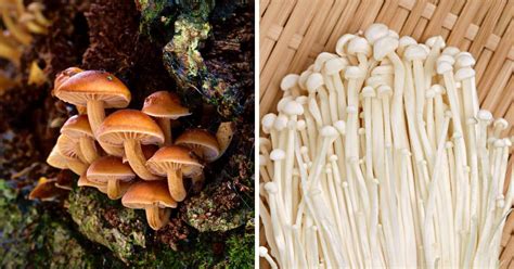 The Two Enoki Mushrooms: Foraging, Identification, and Cultivation - Mushroom Appreciation