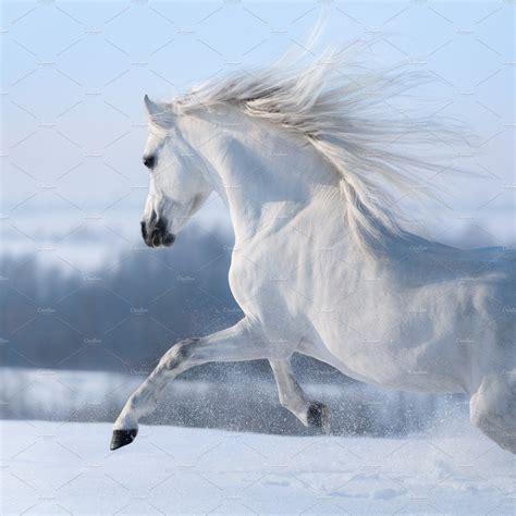 Beautiful White Horse with Long Mane