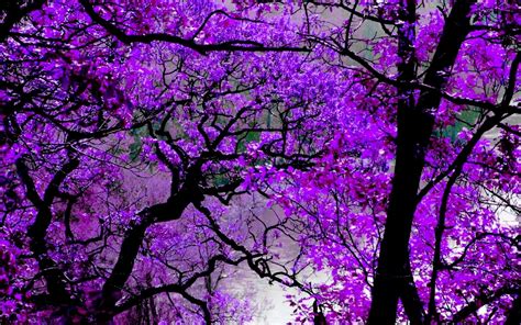 Purple Nature Wallpapers - Top Free Purple Nature Backgrounds ...