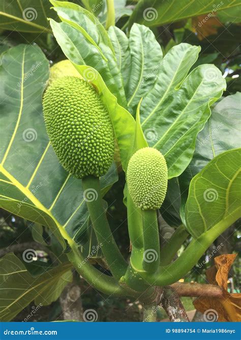 Artocarpus Altilis, Breadfruit Tree with Fruit Growing on Kauai Island ...