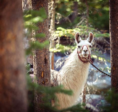 Guard Llamas Keep Sheep Safe From Coyotes - RMLA - Rocky Mountain Llama and Alpaca Association