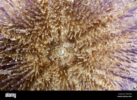 Sea urchin mouth hi-res stock photography and images - Alamy