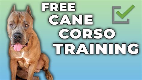 Cane Corso Training for FREE! - YouTube