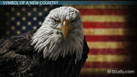 Facts About the Bald Eagle as an American Symbol: Lesson for Kids - Lesson | Study.com
