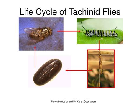 PPT - Tachinid Fly ( Lespesia archippivora ) Parasitism of Monarch ...