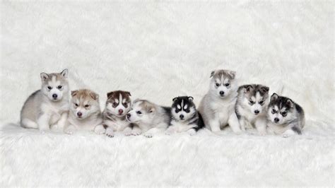 Husky Puppy Wallpapers - Top Free Husky Puppy Backgrounds - WallpaperAccess