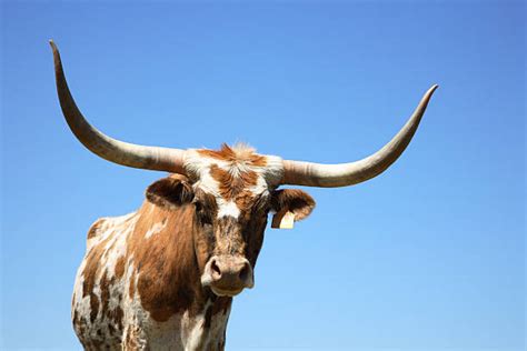 Royalty Free Texas Longhorn Cattle Pictures, Images and Stock Photos ...