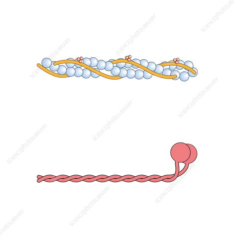 Actin and myosin filaments structure, illustration - Stock Image - F038 ...