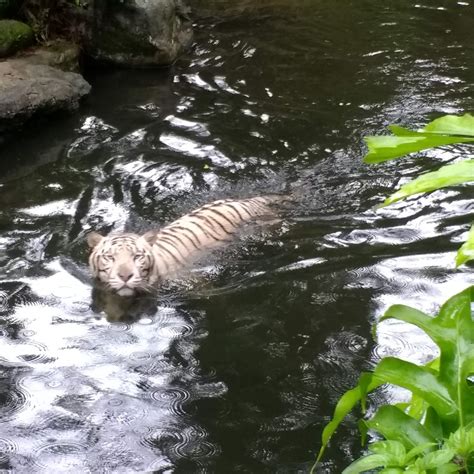 Singapore Zoo