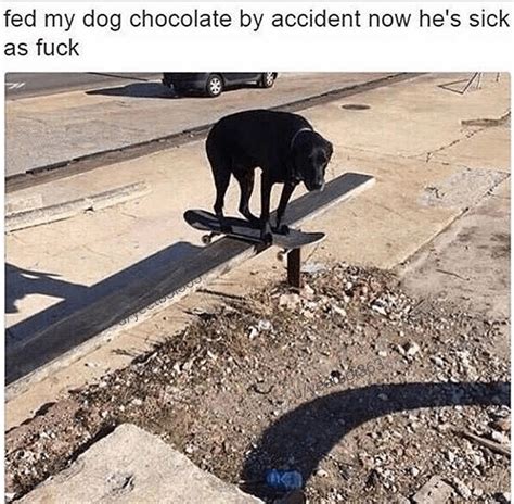 sick dog : r/memes